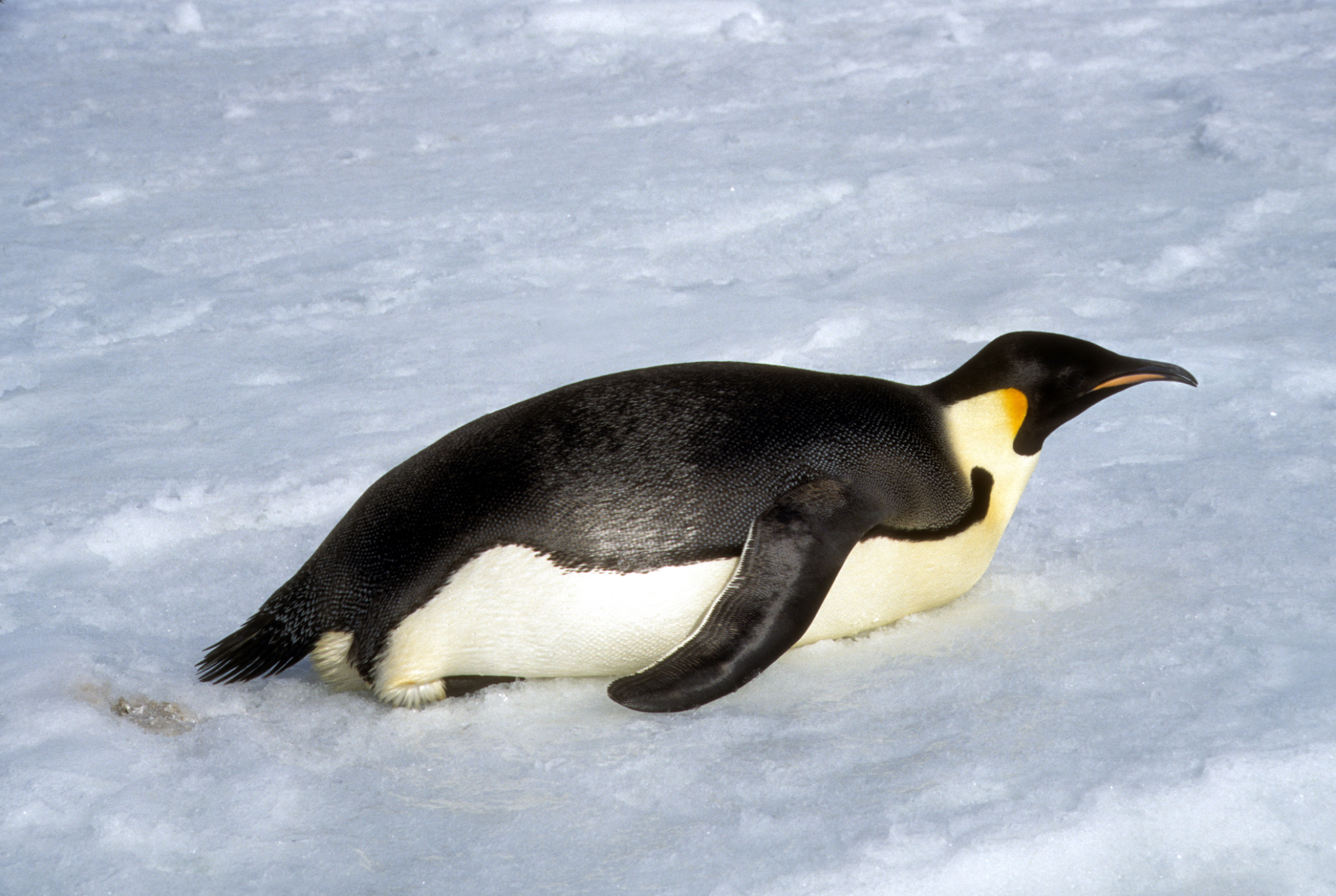 Emporer penguin